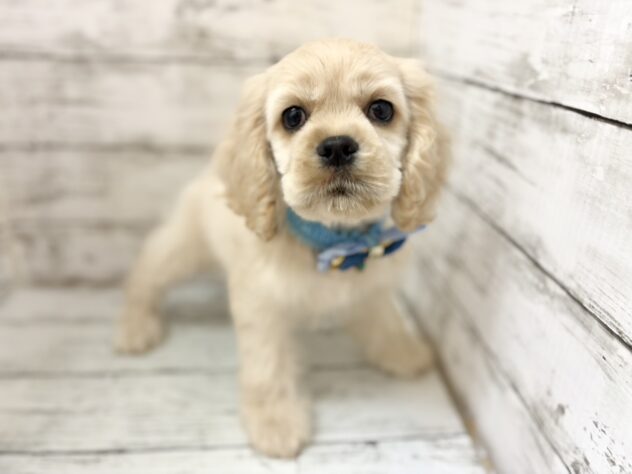 福島県のアメリカンコッカースパニエル (アミーゴいわき店/2026年3月18日生まれ/男の子/バフ)の子犬