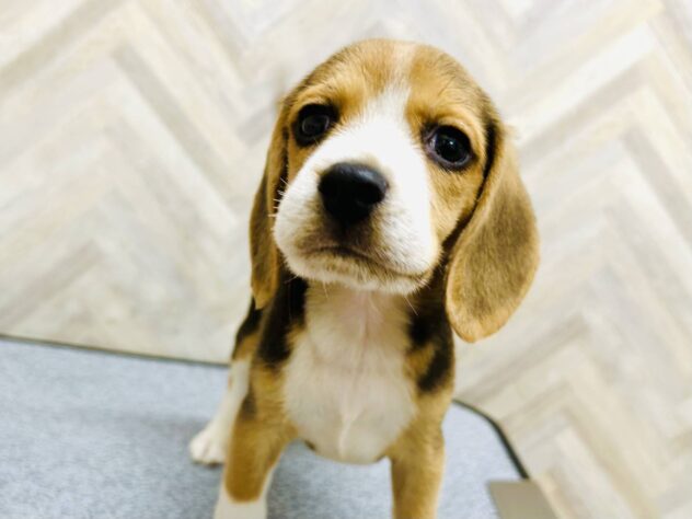 岡山県のビーグル (アミーゴ水島店/2026年3月24日生まれ/男の子/ブラックホワイトタン)の子犬の2枚目の画像