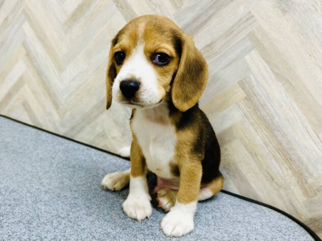 岡山県のビーグル (アミーゴ水島店/2026年3月24日生まれ/男の子/ブラックホワイトタン)の子犬の3枚目の画像