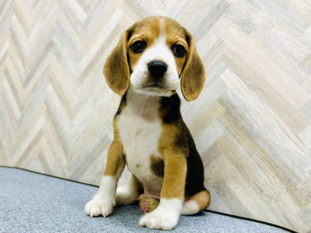 岡山県のビーグル (アミーゴ水島店/2026年3月24日生まれ/男の子/ブラックホワイトタン)の子犬の1枚目の画像