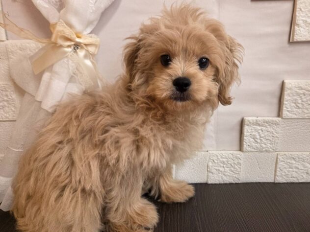 宮城県のハーフ犬・ミックス犬 (アミーゴ古川駅前店/2026年1月25日生まれ/男の子/クリーム)の子犬の2枚目の画像