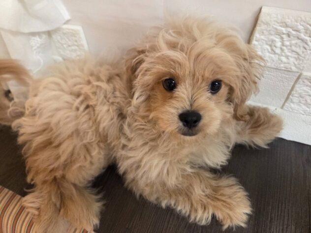 宮城県のハーフ犬・ミックス犬 (アミーゴ古川駅前店/2026年1月25日生まれ/男の子/クリーム)の子犬の1枚目の画像