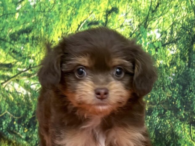 和歌山県のハーフ犬・ミックス犬 (アミーゴ和歌山太田店/2026年3月29日生まれ/男の子/チョコレートタン)の子犬
