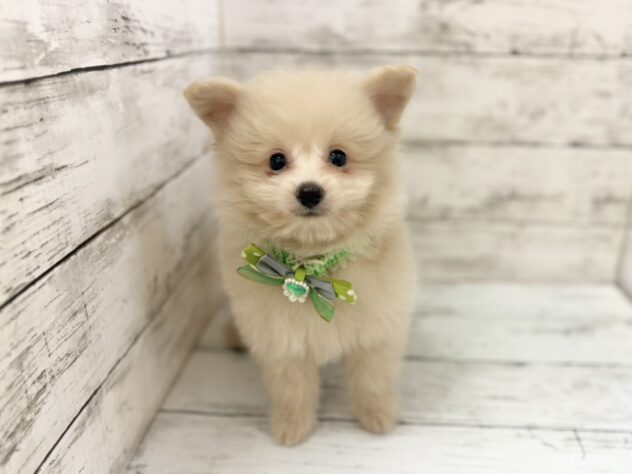 福島県のハーフ犬・ミックス犬 (アミーゴいわき店/2026年3月29日生まれ/男の子/クリーム)の子犬の1枚目の画像
