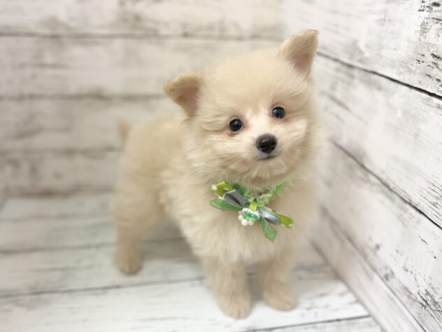 福島県のハーフ犬・ミックス犬 (アミーゴいわき店/2026年3月29日生まれ/男の子/クリーム)の子犬の2枚目の画像