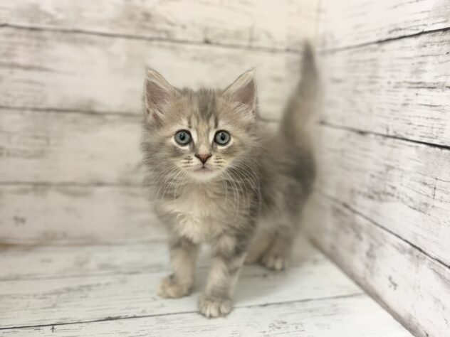 福島県のサイベリアン (アミーゴいわき店/2026年5月26日生まれ/女の子/ブルータビー)の子猫の3枚目の画像