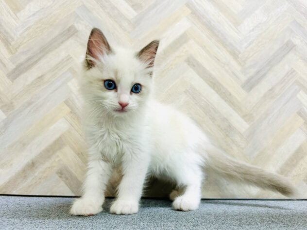 岡山県のラグドール (アミーゴ水島店/2026年3月29日生まれ/男の子/ブルーポイントバイカラー)の子猫の3枚目の画像