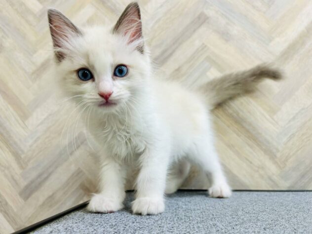 岡山県のラグドール (アミーゴ水島店/2026年3月29日生まれ/男の子/ブルーポイントバイカラー)の子猫の2枚目の画像