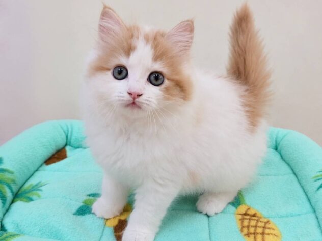 山形県のラガマフィン (アミーゴ米沢店/2026年3月31日生まれ/女の子/レッドタビーホワイト)の子猫