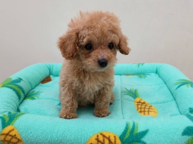 山形県のハーフ犬・ミックス犬 (アミーゴ米沢店/2026年3月14日生まれ/男の子/アプリコット)の子犬の1枚目の画像