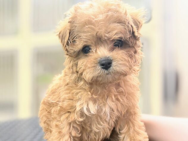 岡山県のハーフ犬・ミックス犬 (アミーゴ中庄店/2026年3月30日生まれ/男の子/レッドフォーン)の子犬の4枚目の画像