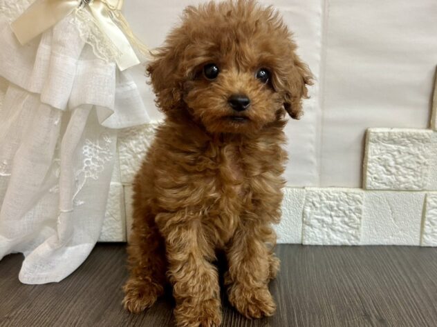 宮城県のトイプードル(トイ) (アミーゴ古川駅前店/2026年3月30日生まれ/男の子/レッド)の子犬の2枚目の画像