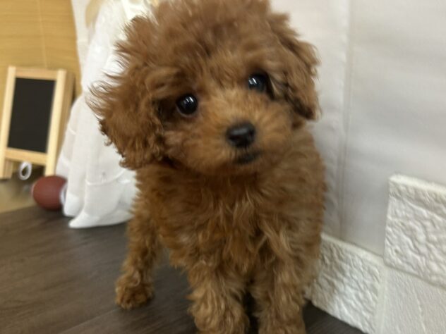 宮城県のトイプードル(トイ) (アミーゴ古川駅前店/2026年3月30日生まれ/男の子/レッド)の子犬の1枚目の画像
