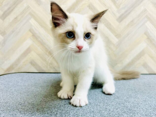 岡山県のラグドール (アミーゴ水島店/2026年3月22日生まれ/女の子/ブルーポイントバイカラー)の子猫の3枚目の画像