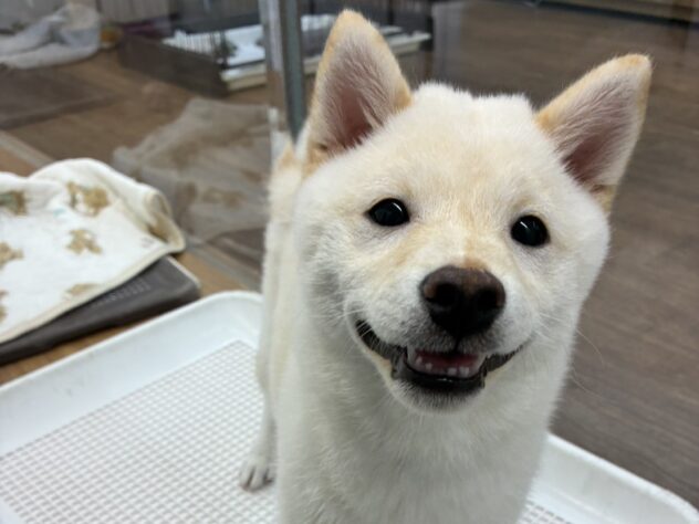 和歌山県の豆柴 (アミーゴ和歌山太田店/2026年3月9日生まれ/男の子/白)の子犬の2枚目の画像