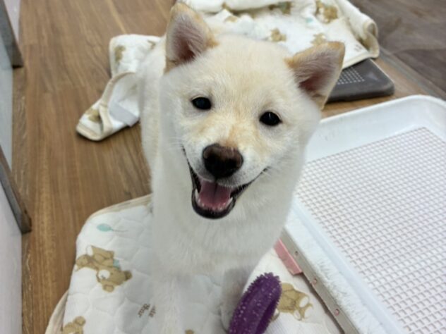 和歌山県の豆柴 (アミーゴ和歌山太田店/2026年3月9日生まれ/男の子/白)の子犬の1枚目の画像