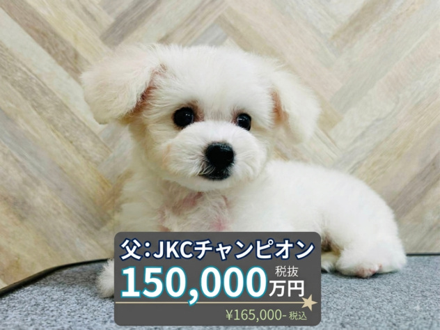 岡山県のビションフリーゼ (アミーゴ水島店/2026年3月22日生まれ/女の子/ホワイト)の子犬の1枚目の画像