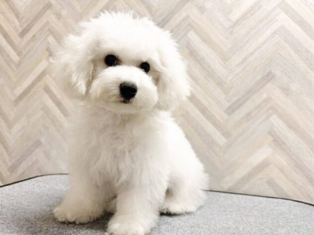 岡山県のビションフリーゼ (アミーゴ水島店/2026年3月21日生まれ/男の子/ホワイト)の子犬の2枚目の画像