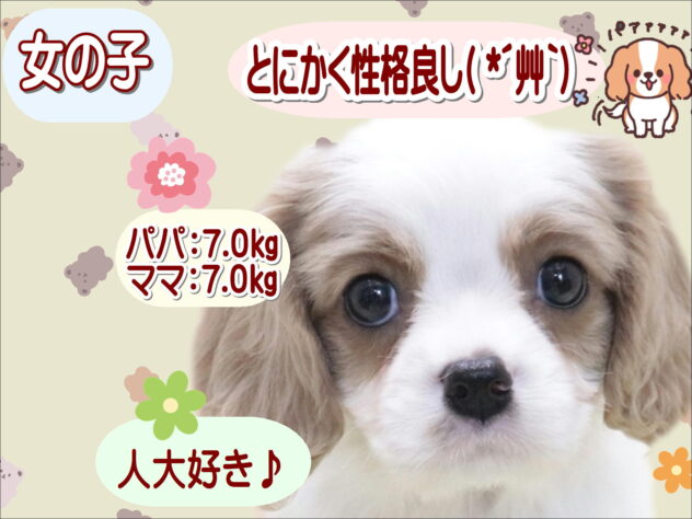 大阪府のキャバリアキングチャールズスパニエル (アミーゴ鳳店/2026年3月3日生まれ/女の子/ブレンハイム)の子犬の1枚目の画像