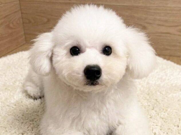 岡山県のビションフリーゼ (アミーゴ水島店/2026年3月22日生まれ/女の子/ホワイト)の子犬の2枚目の画像