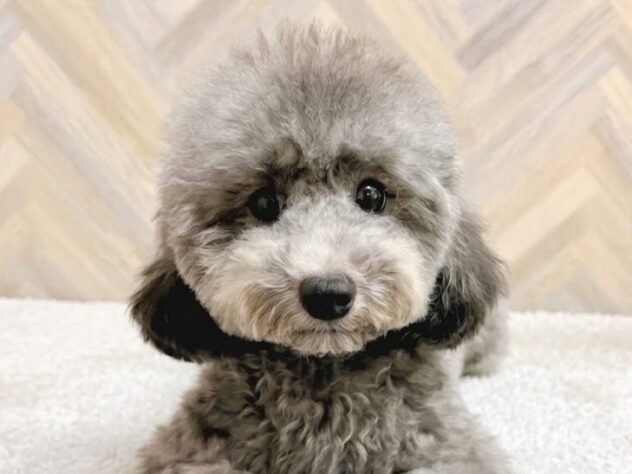 岡山県のトイプードル(トイ) (アミーゴ水島店/2026年3月21日生まれ/女の子/シルバー)の子犬の1枚目の画像