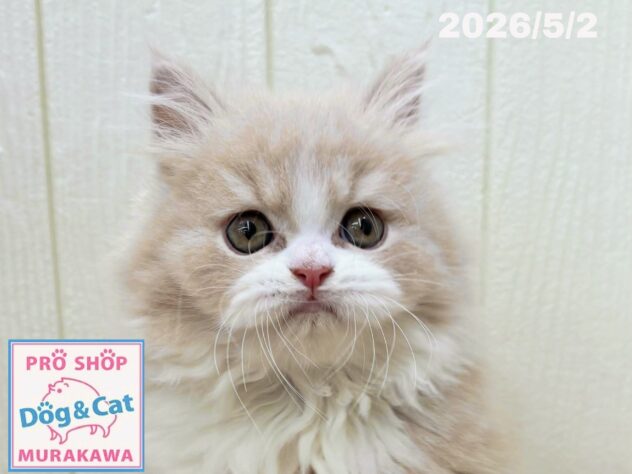 広島県のブリティッシュロングヘアー (アミーゴ大町店/2026年2月19日生まれ/男の子/クリームタビーホワイト)の子猫の1枚目の画像