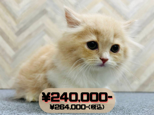 岡山県のスコティッシュフォールド (アミーゴ水島店/2026年3月17日生まれ/女の子/クリームホワイト)の子猫の1枚目の画像
