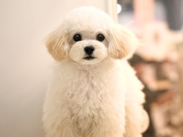 岡山県のハーフ犬・ミックス犬 (アミーゴ大安寺店/2026年2月12日生まれ/女の子/クリーム)の子犬の3枚目の画像
