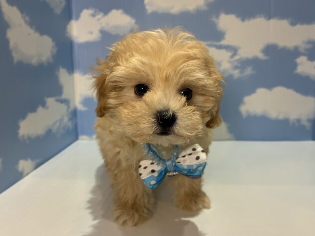 山形県のハーフ犬・ミックス犬 (アミーゴ山形南店/2026年3月4日生まれ/男の子/クリーム)の子犬の1枚目の画像