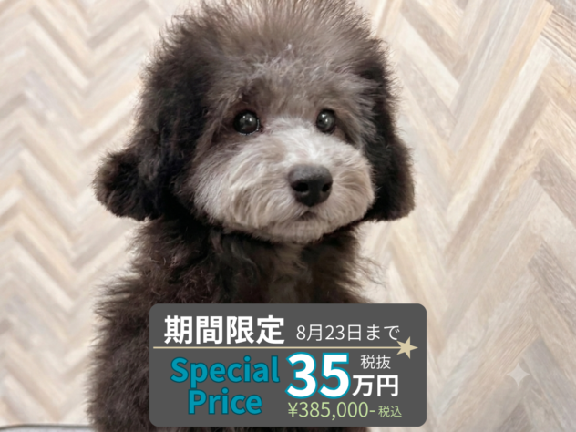 岡山県のトイプードル(トイ) (アミーゴ水島店/2026年3月21日生まれ/女の子/シルバー)の子犬の1枚目の画像