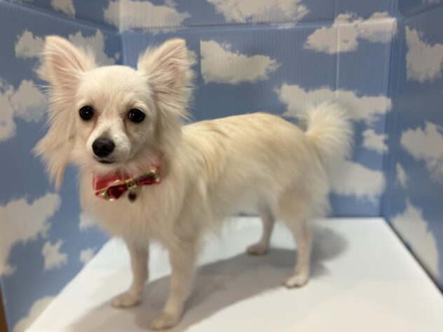 山形県のハーフ犬・ミックス犬 (アミーゴ山形南店/2025年8月16日生まれ/女の子/クリーム)の子犬の2枚目の画像