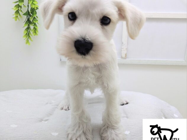 福島県のミニチュアシュナウザー (アミーゴ会津若松店/2026年3月24日生まれ/男の子/06 ホワイト系)の子犬