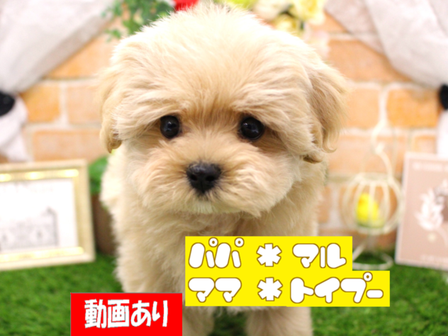 兵庫県のハーフ犬・ミックス犬 (ペット・プラザ アミーゴ三田店/2026年3月10日生まれ/女の子/クリーム)の子犬の1枚目の画像