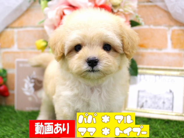 兵庫県のハーフ犬・ミックス犬 (ペット・プラザ アミーゴ三田店/2026年3月23日生まれ/男の子/クリーム)の子犬の1枚目の画像