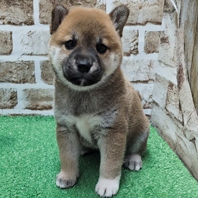 大阪府の柴犬(標準サイズ) (アミーゴ高槻店/2026年3月10日生まれ/女の子/赤)の子犬
