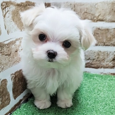 大阪府のマルチーズ (アミーゴ高槻店/2026年3月12日生まれ/男の子/ホワイト)の子犬