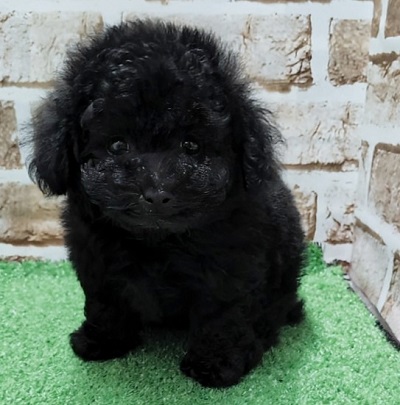 大阪府のトイプードル(トイ) (アミーゴ高槻店/2026年3月13日生まれ/男の子/ブラック)の子犬