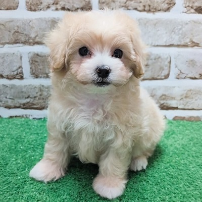大阪府のハーフ犬・ミックス犬 (アミーゴ高槻店/2026年4月1日生まれ/女の子/クリーム)の子犬の1枚目の画像
