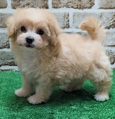 大阪府のハーフ犬・ミックス犬 (アミーゴ高槻店/2026年4月1日生まれ/女の子/クリーム)の子犬の2枚目の画像