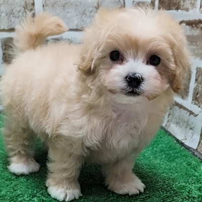 大阪府のハーフ犬・ミックス犬 (アミーゴ高槻店/2026年4月1日生まれ/女の子/クリーム)の子犬の3枚目の画像