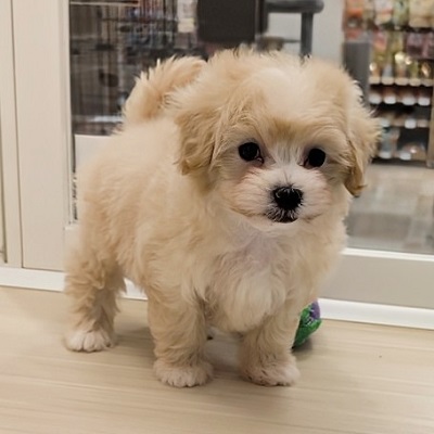 大阪府のハーフ犬・ミックス犬 (アミーゴ高槻店/2026年4月1日生まれ/女の子/クリーム)の子犬の4枚目の画像