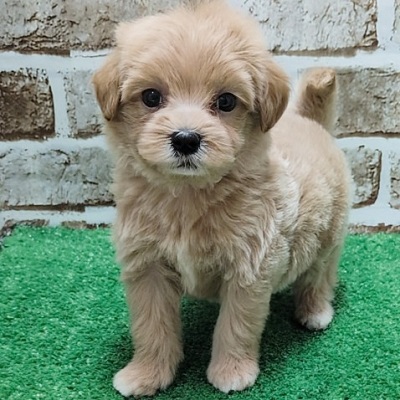 大阪府のハーフ犬・ミックス犬 (アミーゴ高槻店/2026年4月1日生まれ/女の子/クリーム)の子犬の1枚目の画像