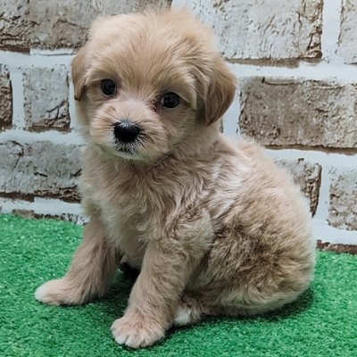 大阪府のハーフ犬・ミックス犬 (アミーゴ高槻店/2026年4月1日生まれ/女の子/クリーム)の子犬の2枚目の画像