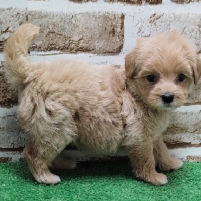 大阪府のハーフ犬・ミックス犬 (アミーゴ高槻店/2026年4月1日生まれ/女の子/クリーム)の子犬の3枚目の画像