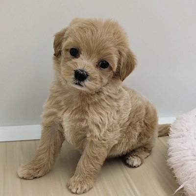 大阪府のハーフ犬・ミックス犬 (アミーゴ高槻店/2026年4月1日生まれ/女の子/クリーム)の子犬の4枚目の画像