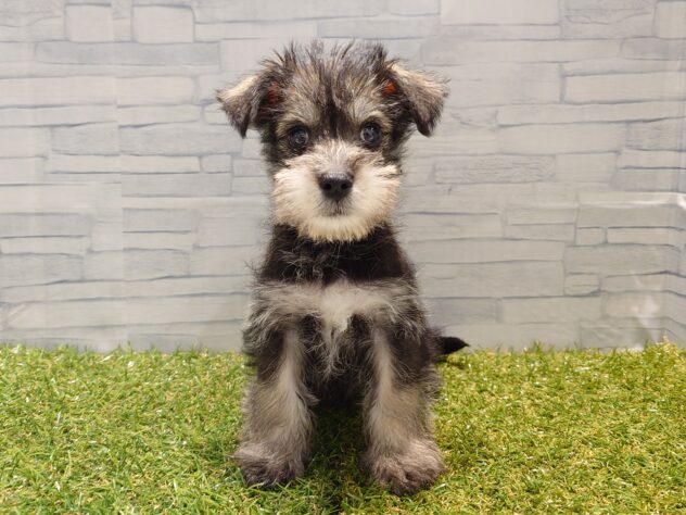 新潟県のハーフ犬・ミックス犬 (アミーゴ新発田店/2026年2月24日生まれ/男の子/ソルトペッパー)の子犬の1枚目の画像