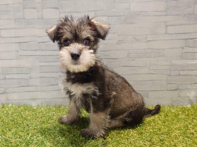 新潟県のハーフ犬・ミックス犬 (アミーゴ新発田店/2026年2月24日生まれ/男の子/ソルトペッパー)の子犬の2枚目の画像