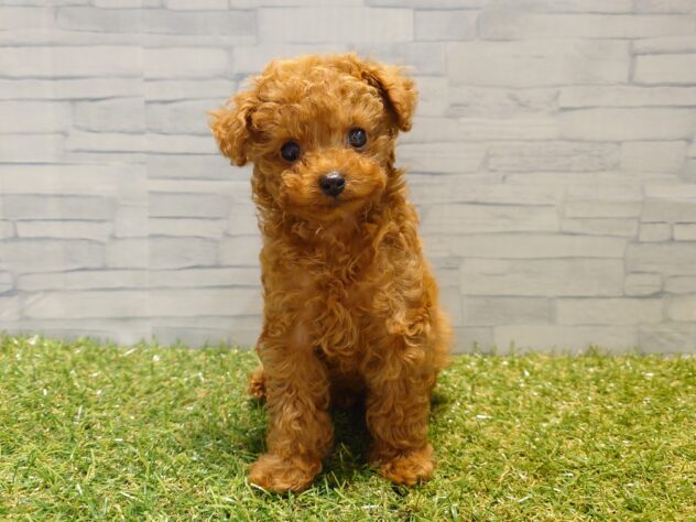 新潟県のトイプードル(トイ) (アミーゴ新発田店/2026年2月24日生まれ/男の子/レッド)の子犬の1枚目の画像
