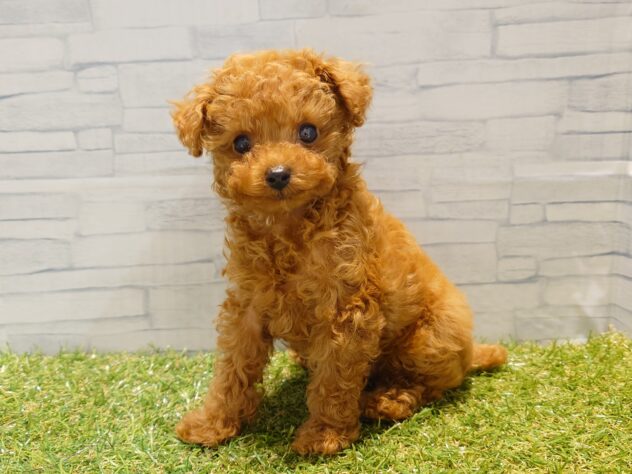 新潟県のトイプードル(トイ) (アミーゴ新発田店/2026年2月24日生まれ/男の子/レッド)の子犬の2枚目の画像