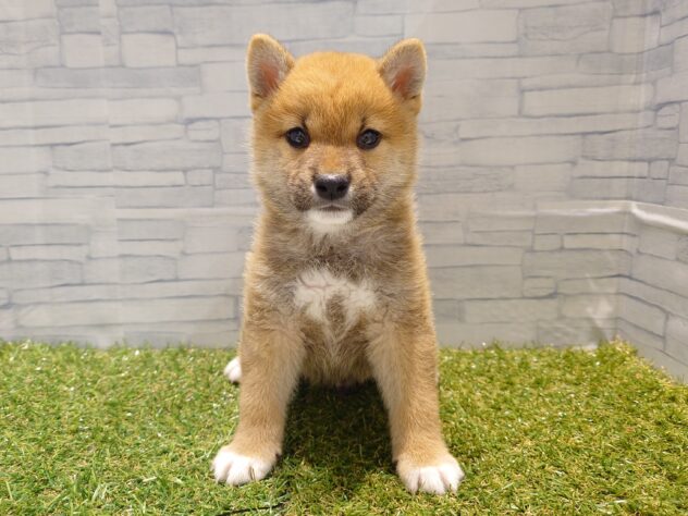 新潟県の柴犬(標準サイズ) (アミーゴ新発田店/2026年2月23日生まれ/男の子/赤)の子犬の1枚目の画像